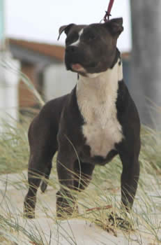 DDDawgs Savanna (AI)